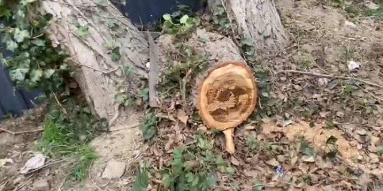 Xətai rayonunda ağaclar kəsilir (VİDEO)