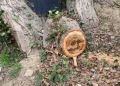 Xətai rayonunda ağaclar kəsilir (VİDEO)